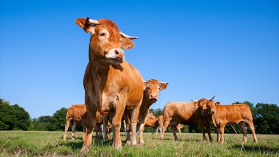 <Protegiendo al ganado en tiempos de calor extremo