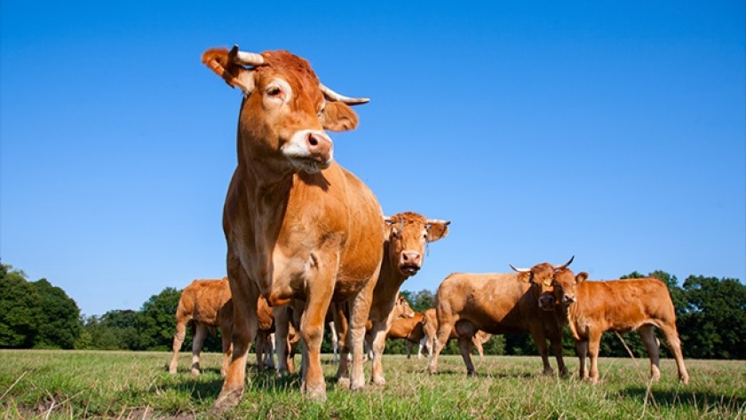 Protegiendo al ganado en tiempos de calor extremo