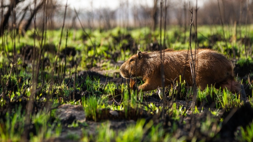 Ambiente lidera un equipo de trabajo para el rescate de fauna silvestre afectada por el fuego en el norte