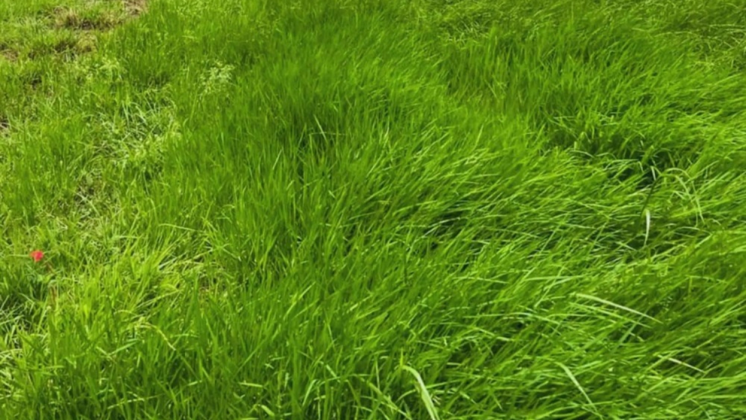 Pasto Nilo: el INTA avanza con nuevas líneas para mejorar la implantación en campos inundables