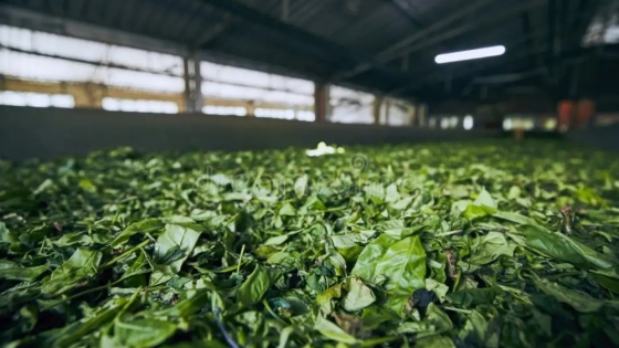 Proyectan un secadero de té que generará subproductos con el tratamiento de sus desechos industriales