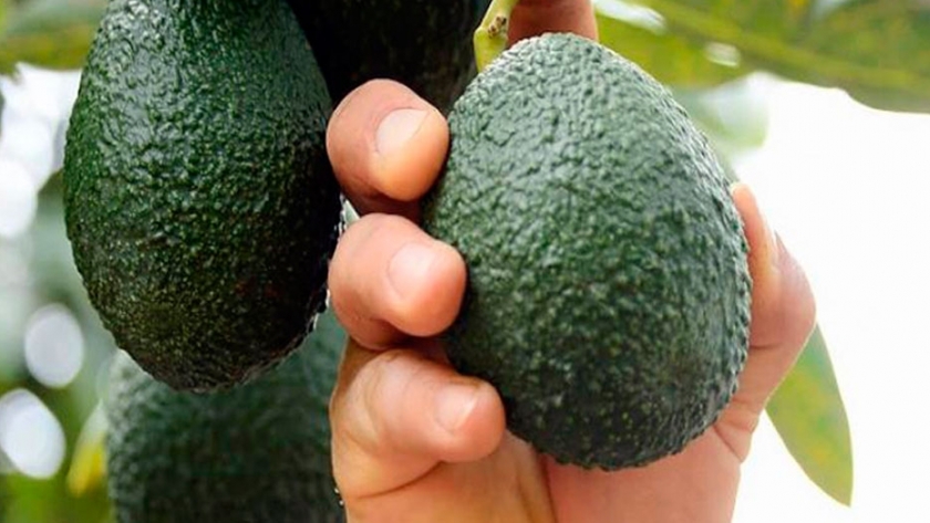Cómo es el cultivo que marca tendencia