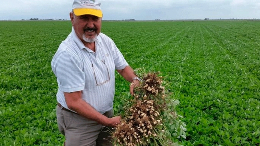 El primer maní resistente al "carbón" ya tiene aval oficial