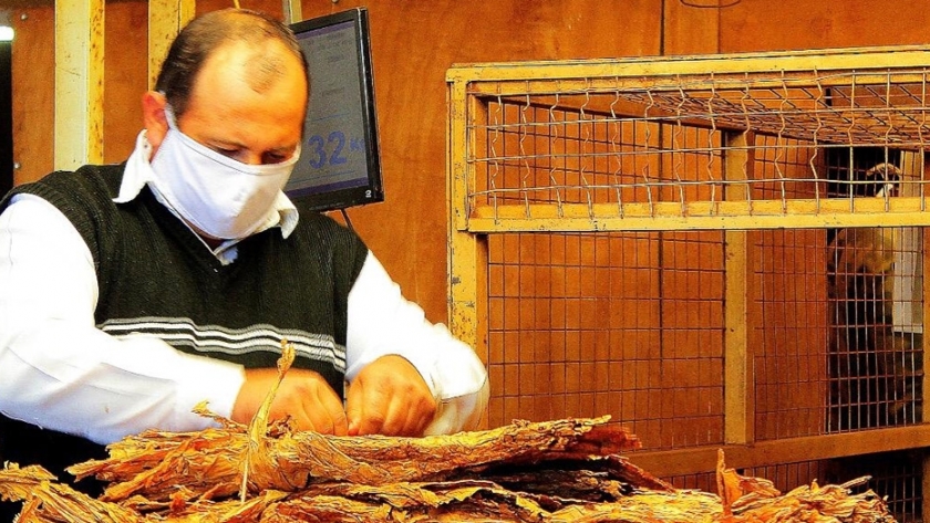 Establecen fechas para pago de compensación a productores tabacaleros