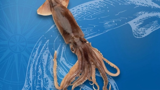 Calamar illex argentinus, mejoran las capturas en una zafra regular