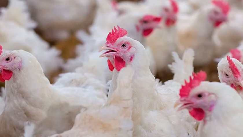 Calisa y Tres Arroyos adaptan oferta exportadora de pollo