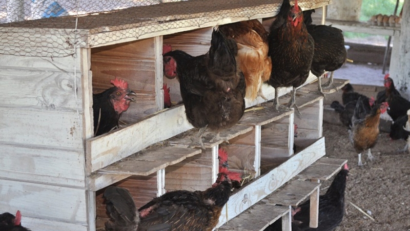 Producir huevos agroecológicos, una alternativa de reconversión