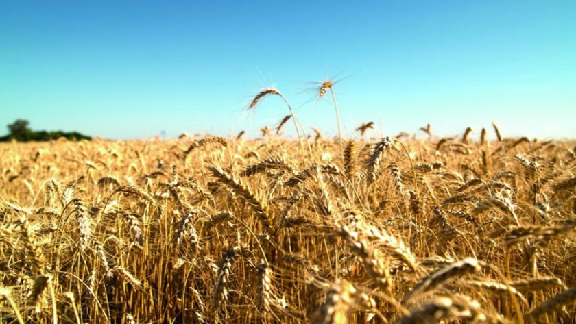 Productores apuestan al trigo en el sistema de rotación de cultivos