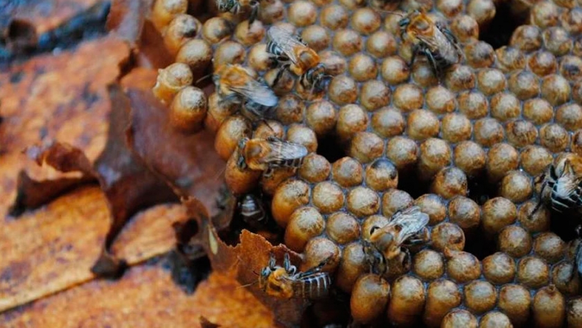 Recuperan la tradición de la apicultura con abejas nativas