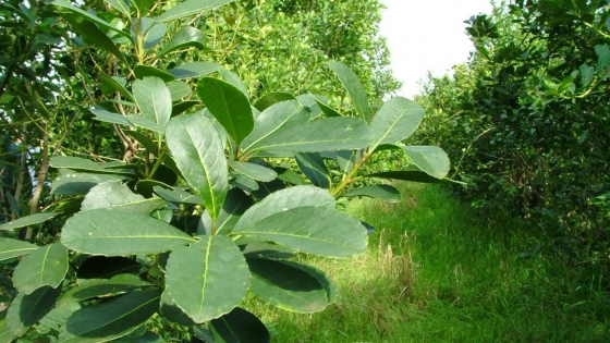 Actualización Bimestral de Costos para la Producción de Hoja Verde