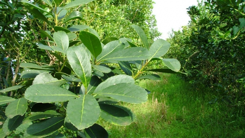 Actualización Bimestral de Costos para la Producción de Hoja Verde