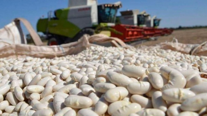 Salta tiene la mayor producción de legumbres del país
