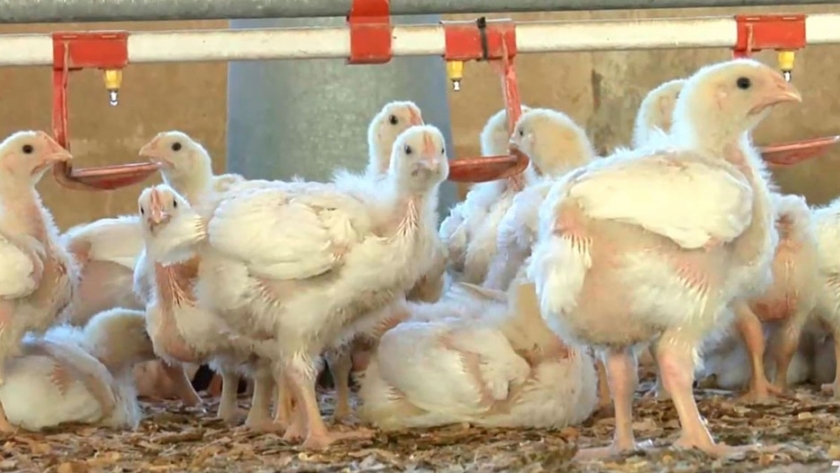 El mito detrás del uso de hormonas de crecimiento en el pollo