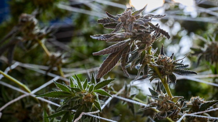 La ExpoCannabis en Uruguay cumple 10 años apostando a la 