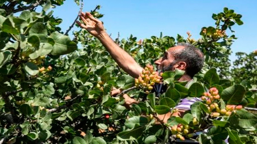 La apuesta de los agricultores sirios por el pistacho, su cultivo tradicional