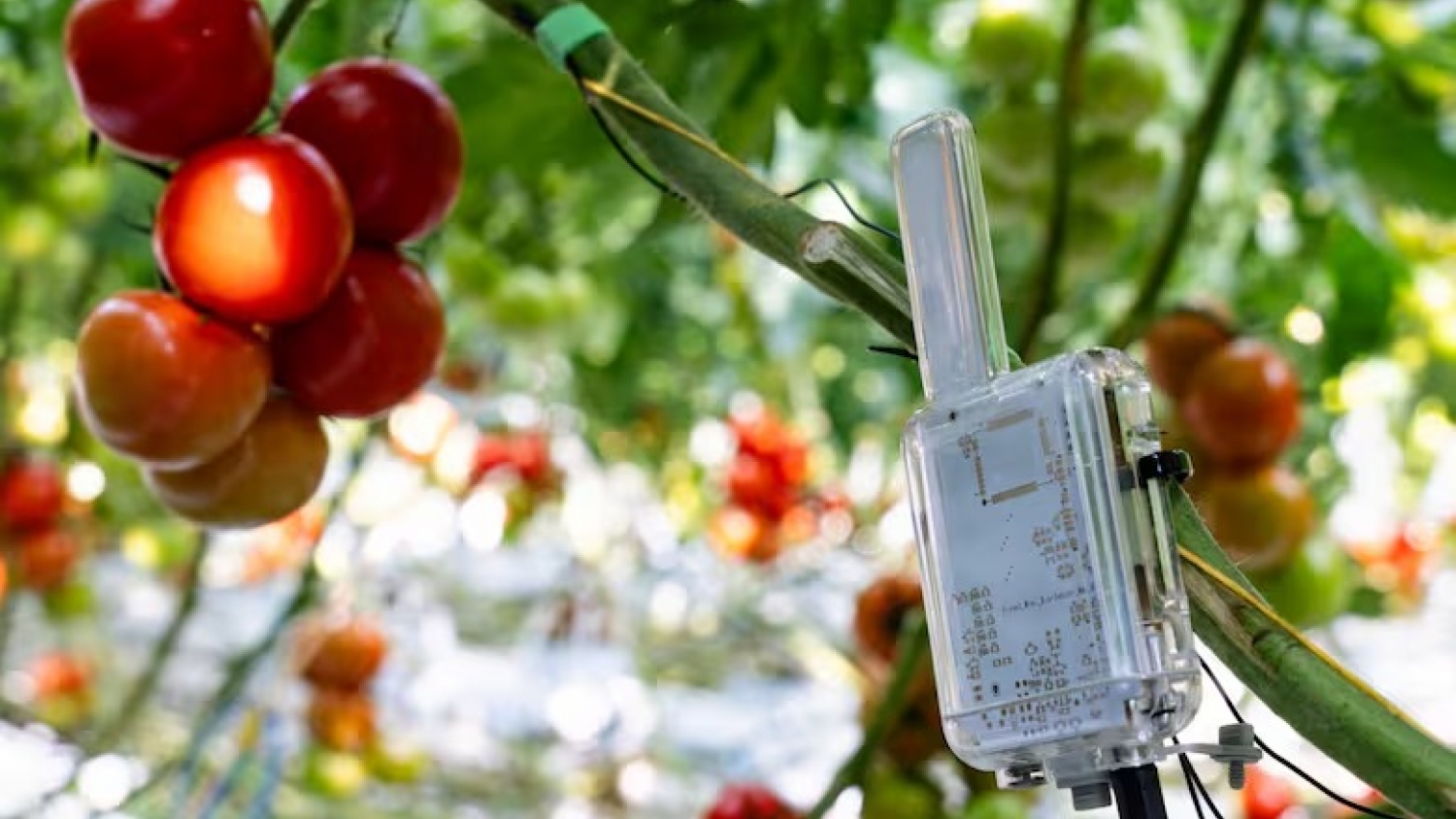 Una tecnología suiza llega a la Argentina para “leer” las señales de las plantas y anticipar problemas en los cultivos
