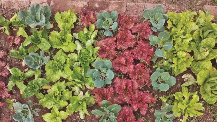 El mercado de plantas: jardines sustentables, adaptados al clima tucumano