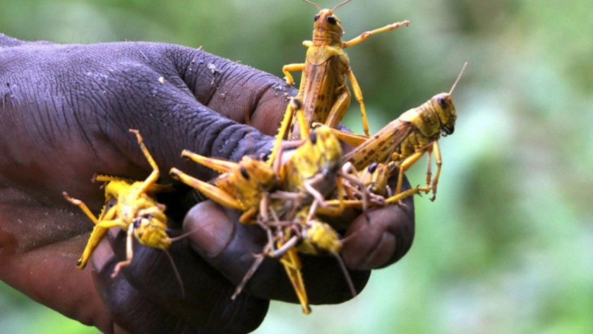 Una nueva ola de enjambres de langostas que devastan los cultivos amenaza a los pastores y agricultores de África oriental