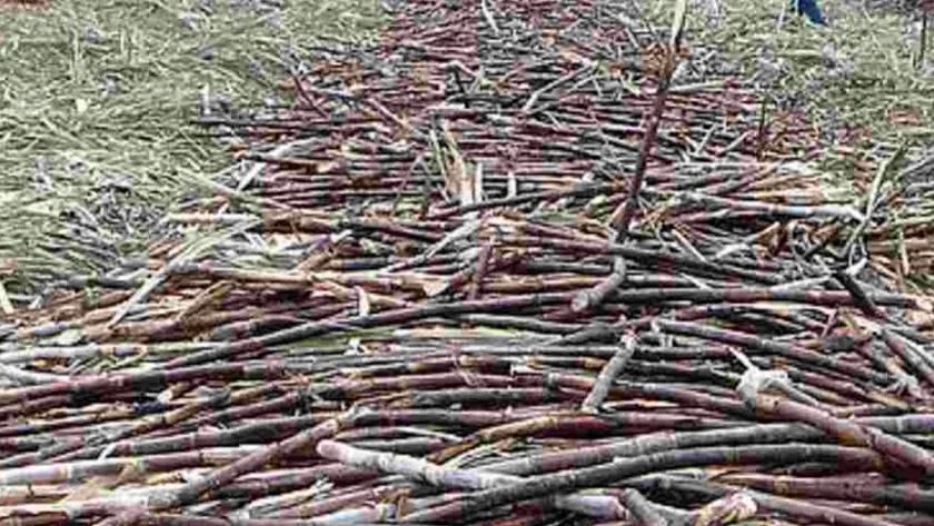Bagazo de caña de azúcar produciría biocombustibles avanzados