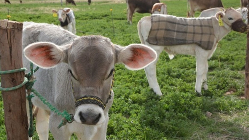 Invierten S/ 20 millones para salvaguardar y desarrollar la agricultura familiar en Puno