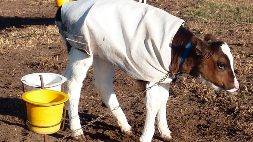La clave del éxito en la guachera