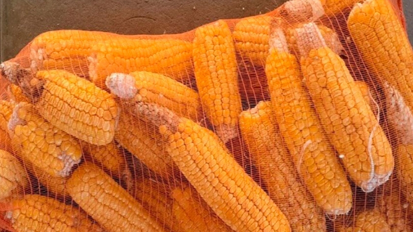 Choclos dulces: INTA lanzó dos nuevas variedades de maíz para agricultura familiar