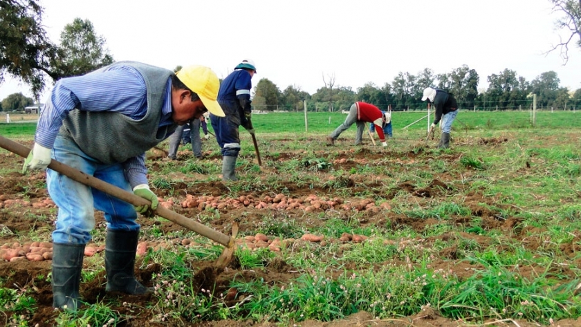 Cultivos de papa: mejores resultados aplicando nutrientes