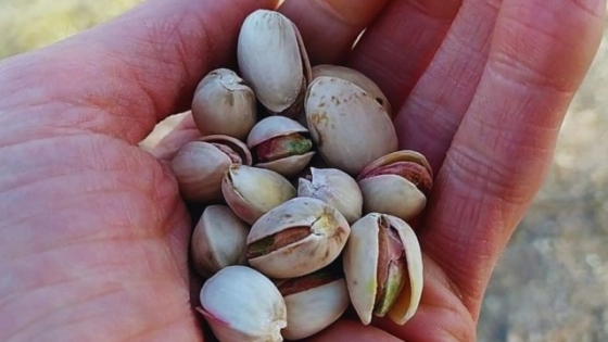 El pistacho gana terreno en el agro argentino y atrae inversiones con proyección exportadora