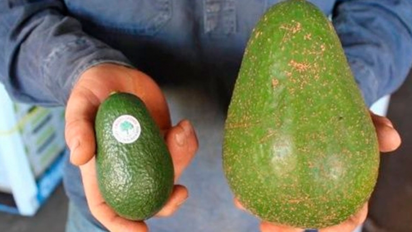 La palta más grande del mundo es australiana
