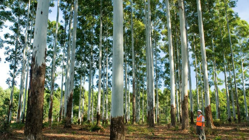 Se realizará una millonaria inversión para la cadena foresto industrial entrerriana