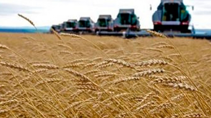 Australia: El trigo Anapurna muestra potencial para superar las 10tons/ha