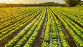 Biodiversidad en y alrededor de tierras agrícolas: seguridad alimentaria y nutricional y medios de vida rurales