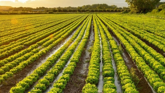 <Biodiversidad en y alrededor de tierras agrícolas: seguridad alimentaria y nutricional y medios de vida rurales