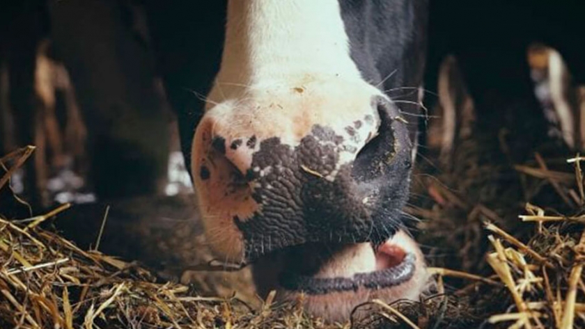 Una cadena de comidas rápidas les da lemongrass a sus vacas para reducir las emisiones de metano