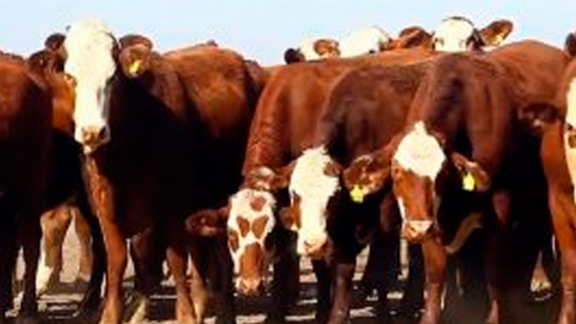 Se revirtió la tendencia y la faena de hembras fue la menor en casi 2 años