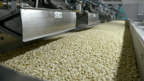 El maní argentino afianza su liderazgo en Europa y apuesta a ser un superalimento nacional