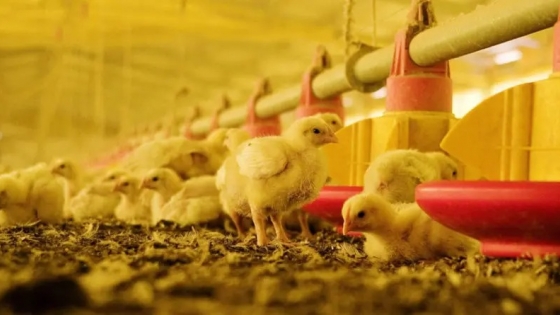 La edición genética con CRISPR podría controlar la gripe aviar y prevenir la próxima pandemia