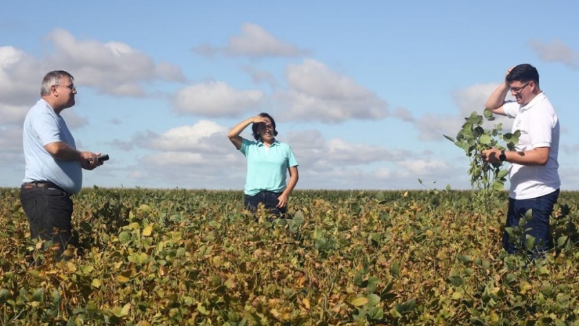 Con manejo nutricional, los campos con exceso de sal vuelven a producir soja en Hernando