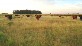 Cambio climático: la ganadería pastoril argentina secuestra 12 veces más carbono que el que emite