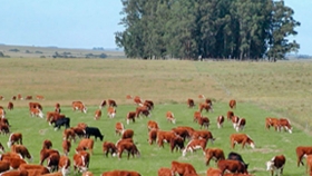 Argentina y Uruguay, negocios ganaderos diferentes