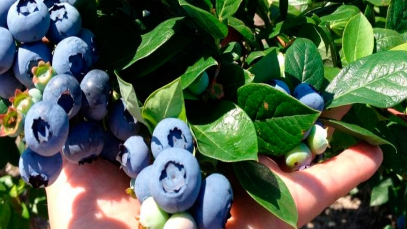 Arándanos, grandes beneficios nutricionales en una pequeña fruta