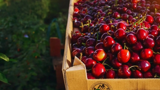 Cerezas patagónicas: Denominación de origen para un fruto único nacido en Los Antiguos