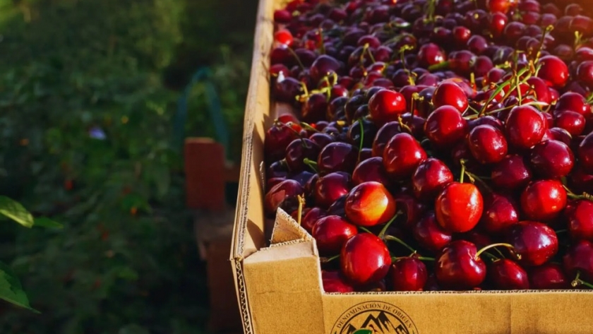 Cerezas patagónicas: Denominación de origen para un fruto único nacido en Los Antiguos