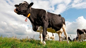 Futuro ganadero: apuestan a una alimentación específica para cada animal