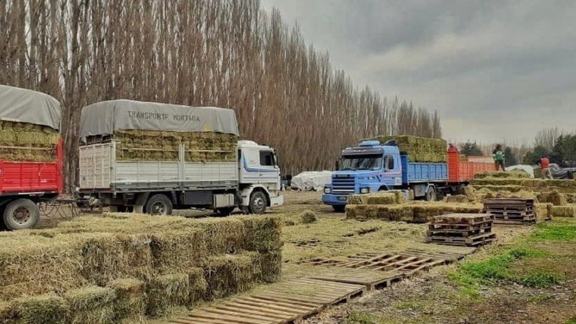 Gobierno planifica acciones para el abastecimiento de alimentos ganaderos