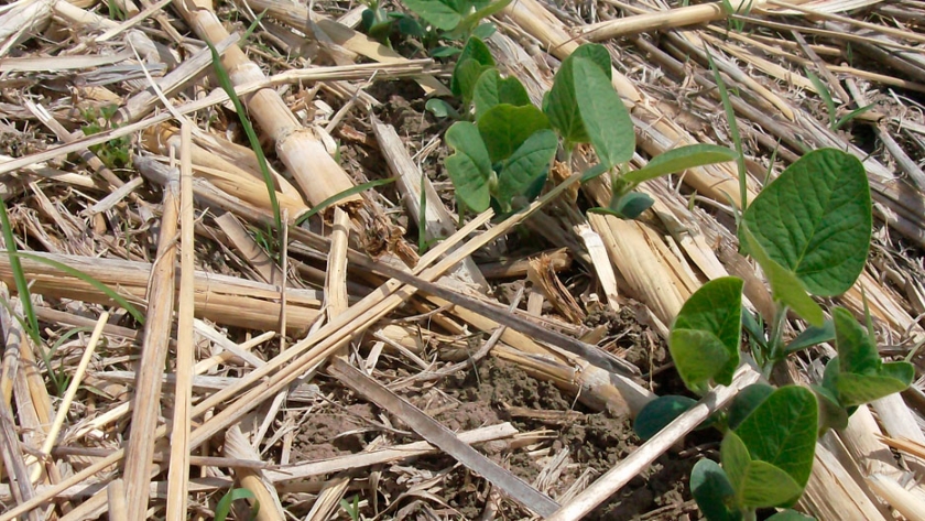 Para la asociación de productores de soja de EE.UU. la siembra directa es clave en la sostenibilidad agrícola
