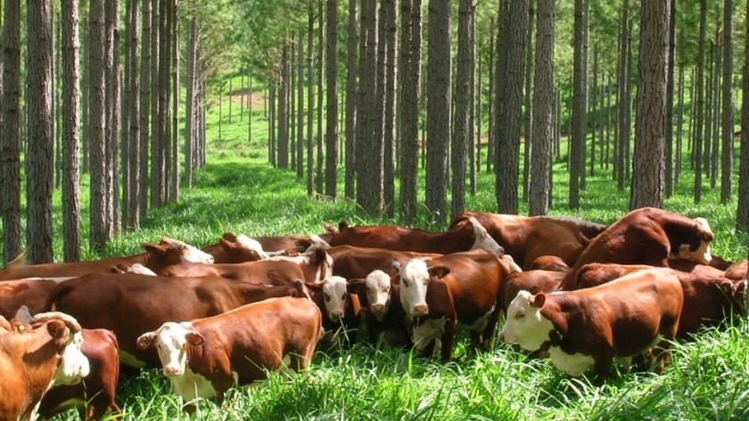 Expondrán sobre agregado de valor en la industria de la madera y cluster forestal en el 2° Seminario Regional Cocrear Bioeconomía en el NEA