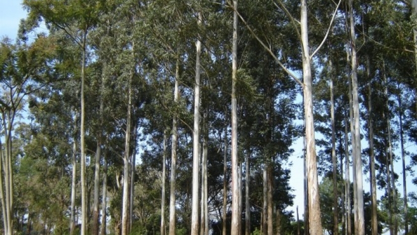 El Gobierno bonaerense presenta un plan de incentivos a la actividad forestal