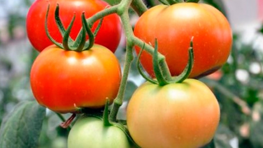 Con injertos, el cultivo de tomate rinde más