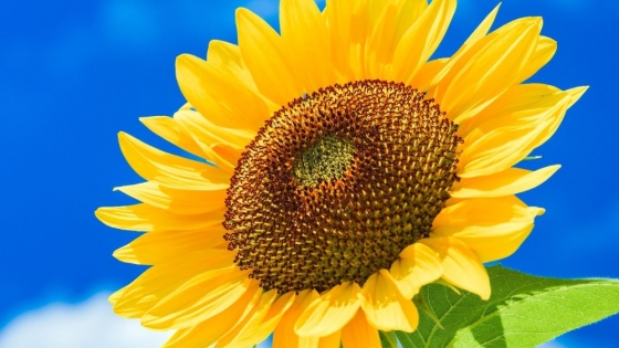 <Girasol: la alternativa prometedora para la campaña 2024